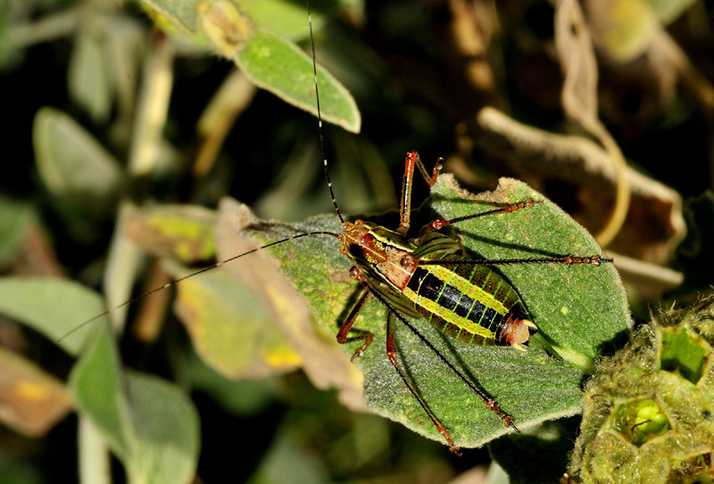 Poecilimon cfr. holzelii (Phaneropteridae)